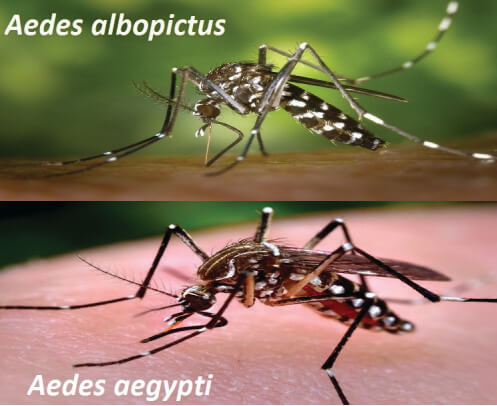 Dengės karštligė: kaip apsisaugoti nuo uodų kelionės metu